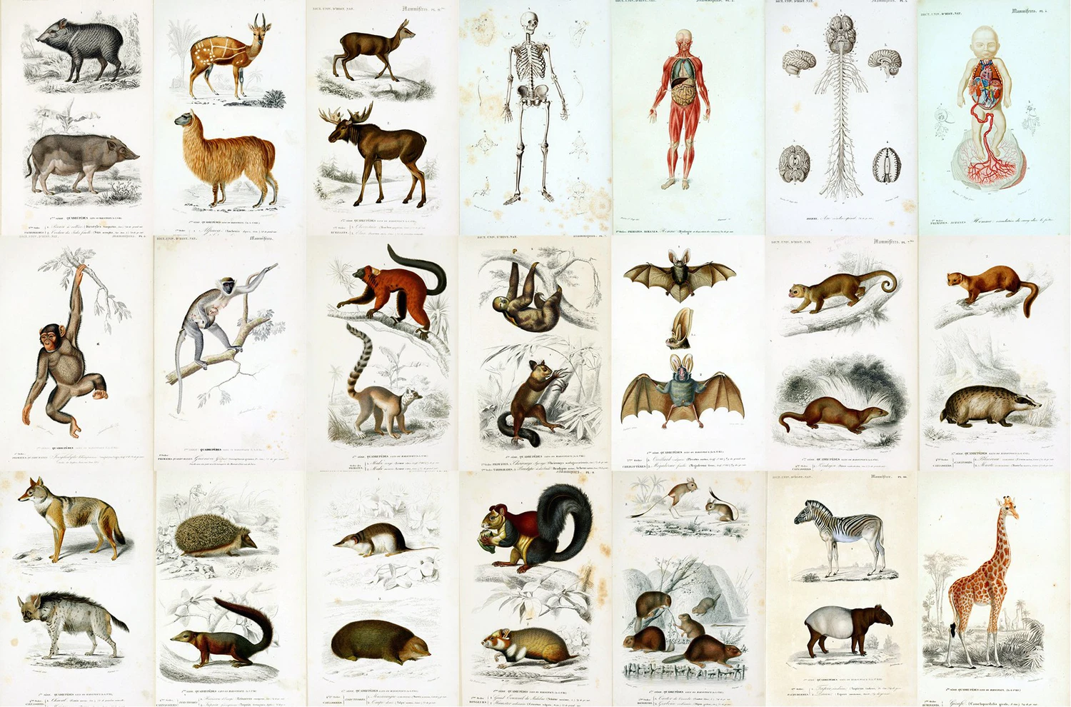 2341 122款复古手绘自然历史插图素材包 Natural History Illustrations