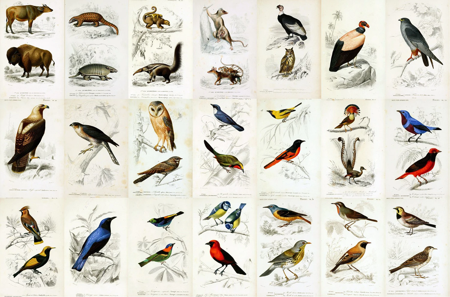 2341 122款复古手绘自然历史插图素材包 Natural History Illustrations