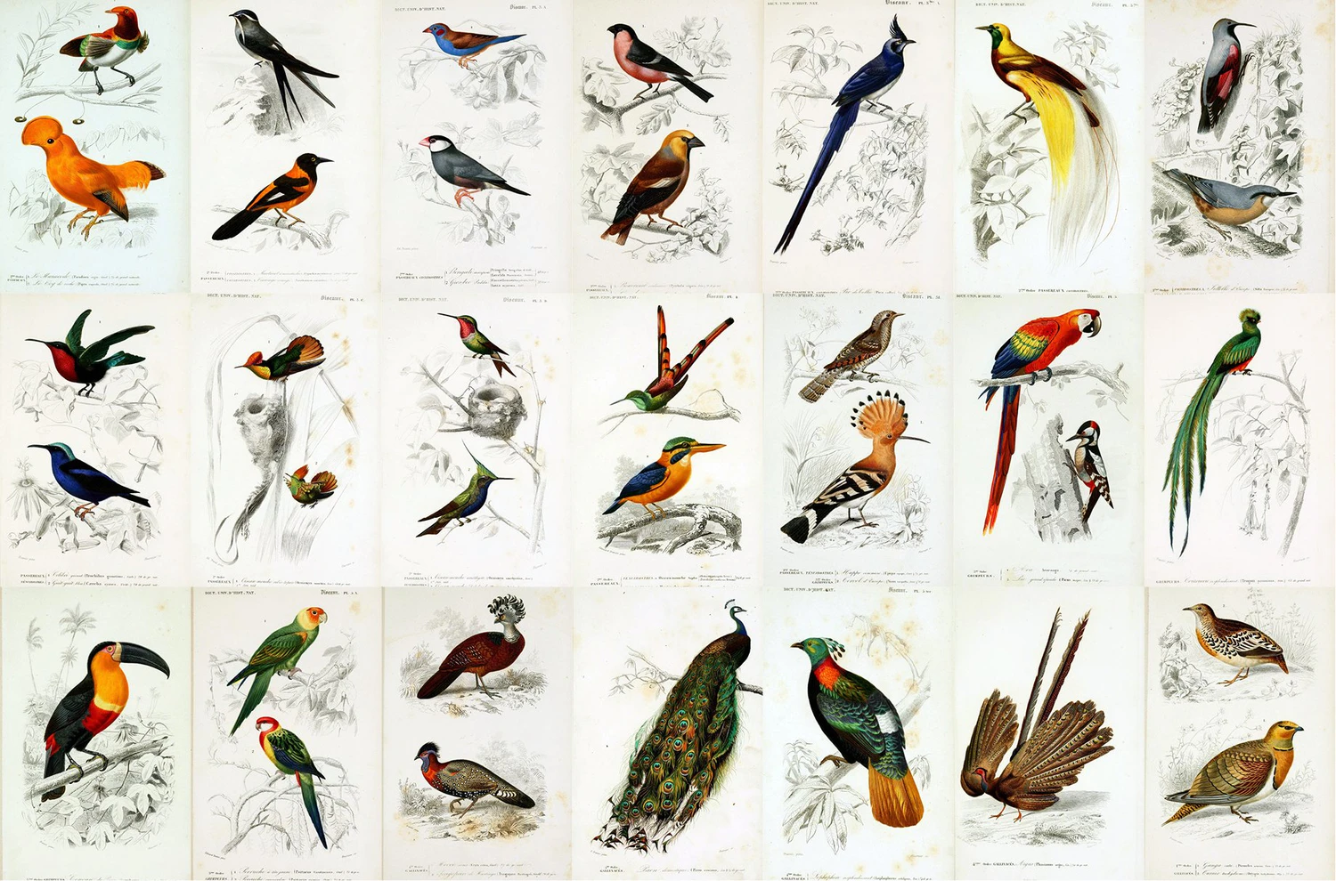 2341 122款复古手绘自然历史插图素材包 Natural History Illustrations