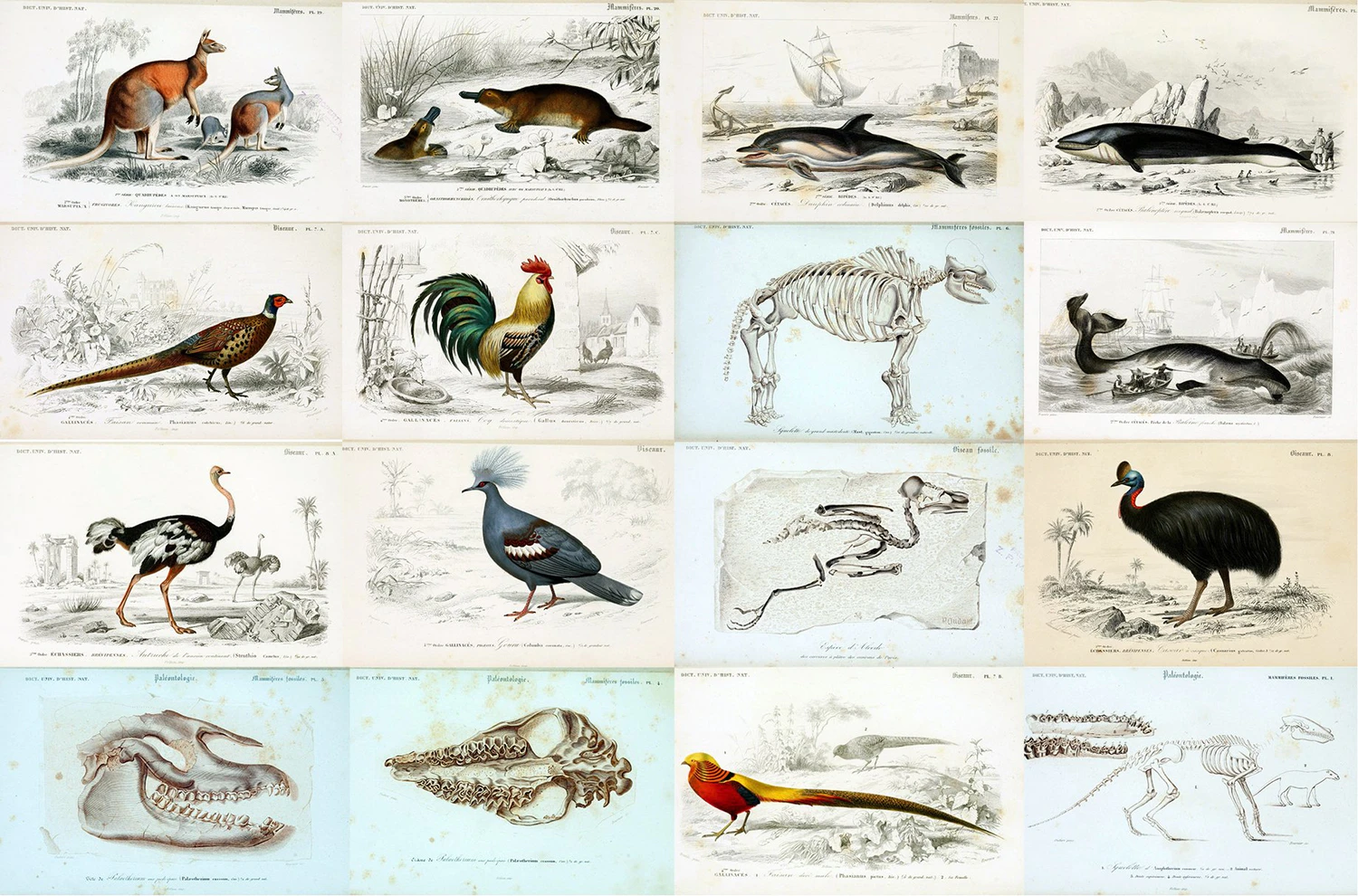2341 122款复古手绘自然历史插图素材包 Natural History Illustrations