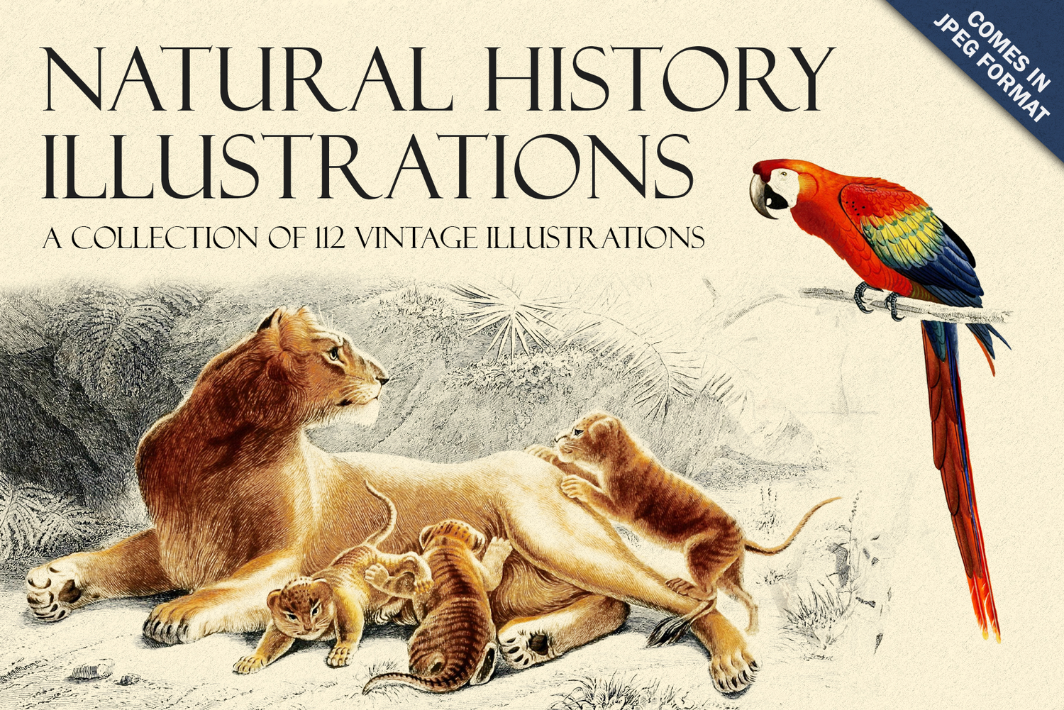 2341 122款复古手绘自然历史插图素材包 Natural History Illustrations