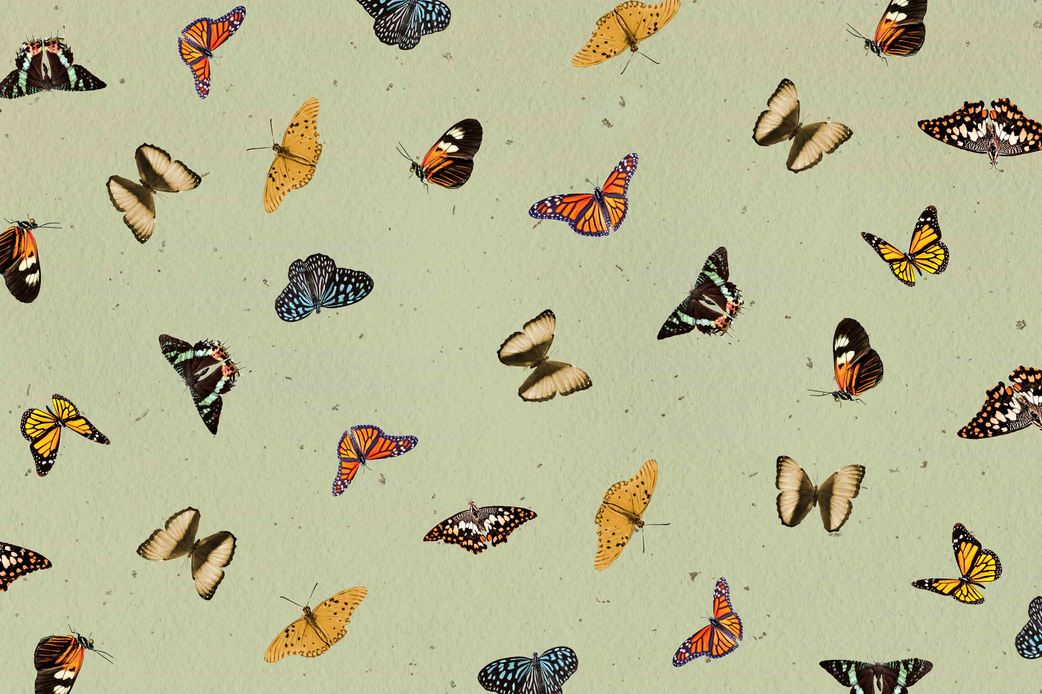 3229 25个蝴蝶拼贴纸纹理图案JPG素材 25 Butterfly Textures