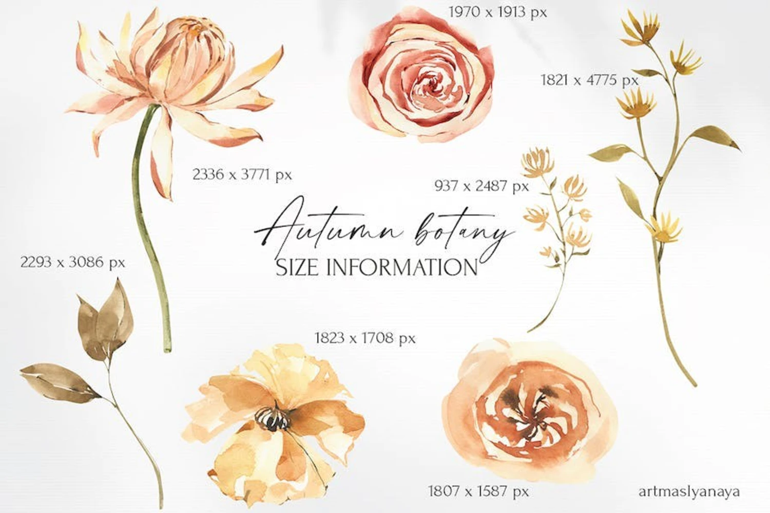 3239 42款水彩手绘花卉PNG免抠素材 Watercolor Autumn flower botanics clipart