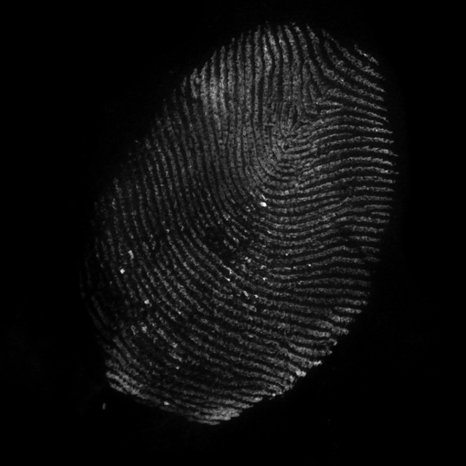 3241 52款指纹纹理元素PS笔刷素材包 Fingerprints