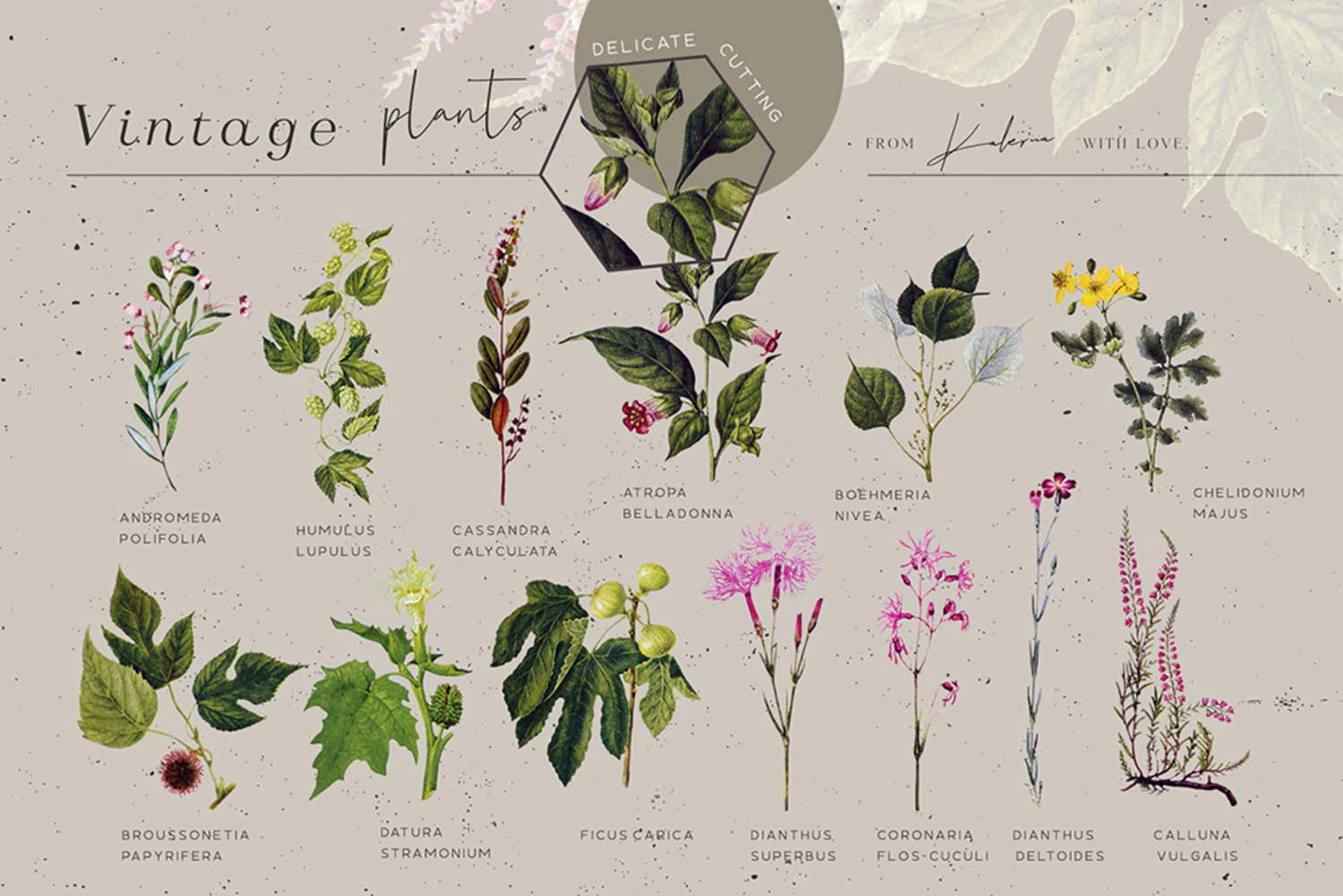 5539 复古植物手绘插画套装 叶子花卉设计元素素材