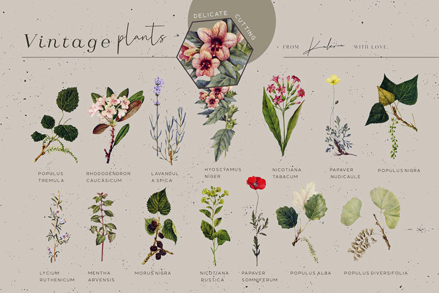 5539 复古植物手绘插画套装 叶子花卉设计元素素材